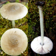 Pluteus salicinus