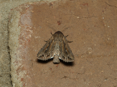 Persectania dyscrita