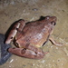 Large Pygmy Frog - Photo (c) Tommy, some rights reserved (CC BY-NC), uploaded by Tommy