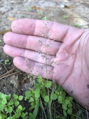 Eragrostis amabilis