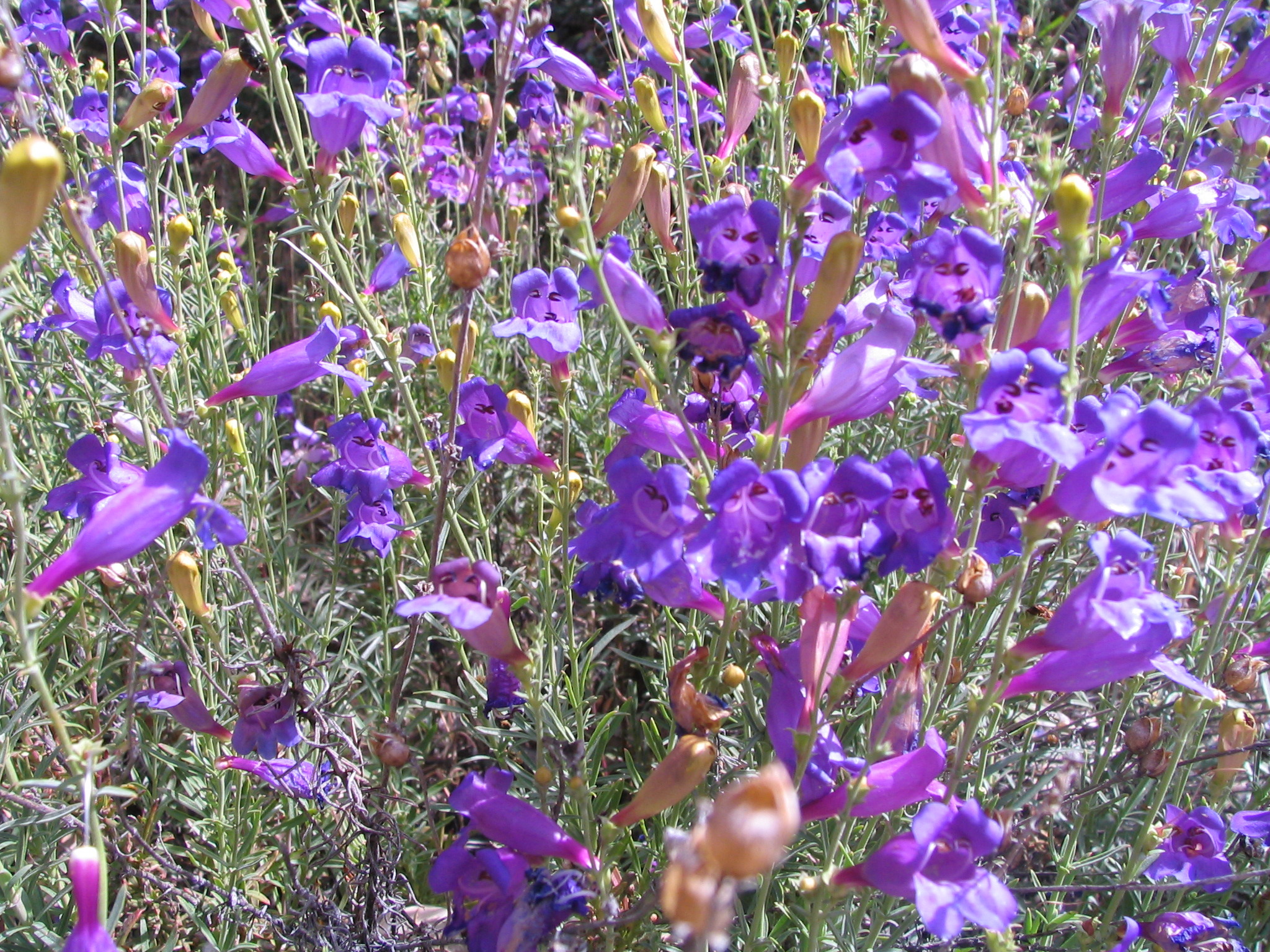 Penstemon heterophyllus var. australis