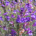 Foothill Beardtongue - Photo (c) Zack Abbey, some rights reserved (CC BY), uploaded by Zack Abbey