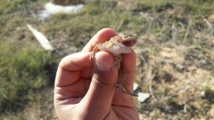 Tarentola fascicularis