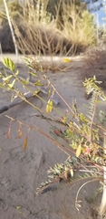 Astragalus trichopodus antisellii