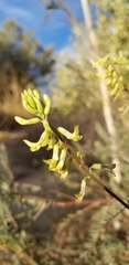 Astragalus trichopodus antisellii