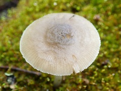 Pluteus salicinus