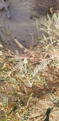 Astragalus trichopodus antisellii