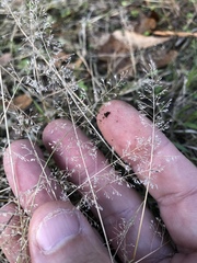 Eragrostis amabilis