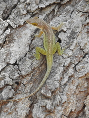 Anolis leachii