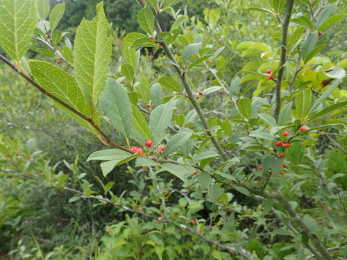 Ilex nipponica iNat (1)