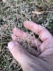 Eragrostis amabilis