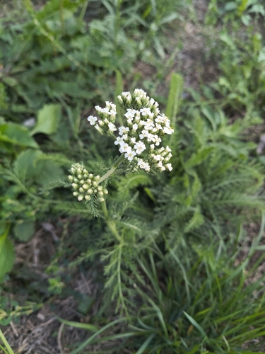 common yarrow