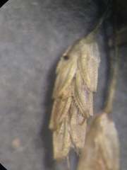 Eragrostis amabilis