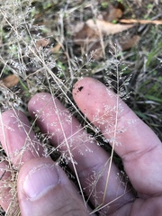 Eragrostis amabilis