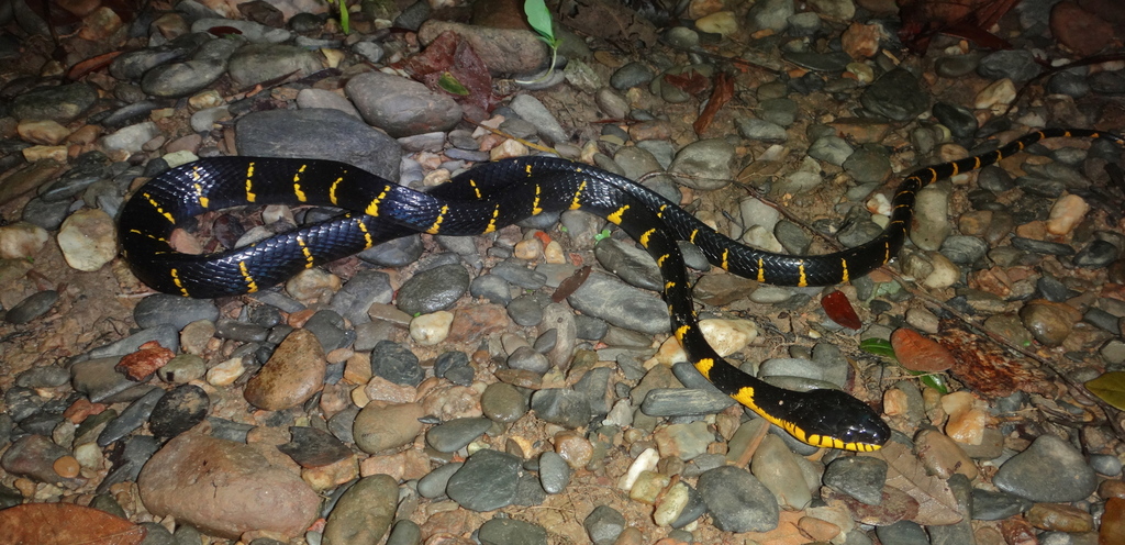 Banded Mangrove Snake