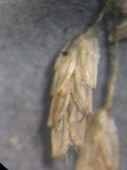 Eragrostis amabilis