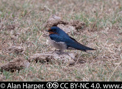Angola Swallow photo 3