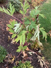 Paeonia × suffruticosa