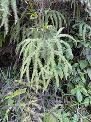 Sticherus flagellaris