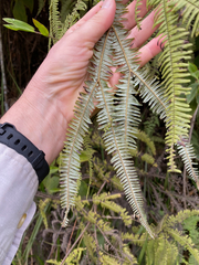 Sticherus flagellaris