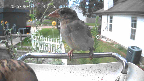 House Sparrow photographed in Louisiana