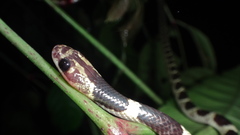 Lycodon subannulatus