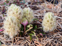 Ptilotus spathulatus