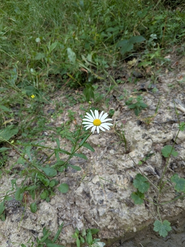Leucanthemum rotundifolium, photograph 2