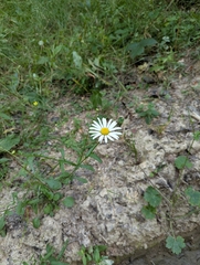 Leucanthemum rotundifolium, photograph (c) Dmitry Trutsko, some rights reserved (CC BY)