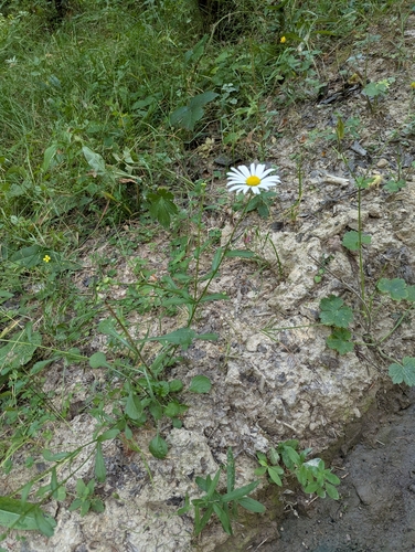 Leucanthemum rotundifolium, photograph 3