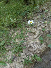 Leucanthemum rotundifolium, photograph (c) Dmitry Trutsko, some rights reserved (CC BY)