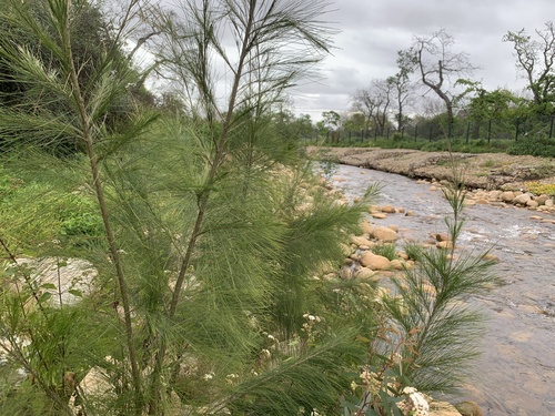 Casuarina cunninghamiana