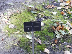 Geranium endressii