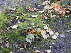 Geranium endressii