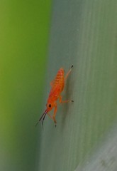 Neoneella