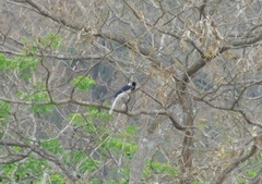 Cyanocorax mystacalis