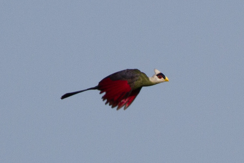 White-crested Turaco