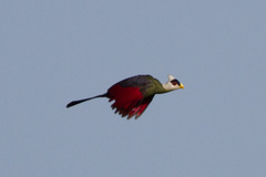 White-Crested Turaco photo 3