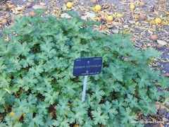 Geranium platypetalum