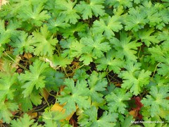 Geranium platypetalum
