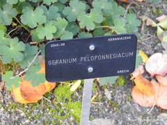 Geranium peloponesiacum
