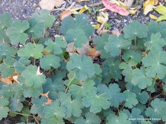 Geranium peloponesiacum