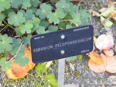Geranium peloponesiacum