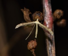 Lioptilodes albistriolatus