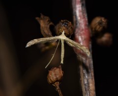 Lioptilodes albistriolatus
