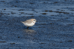 Charadrius pallidus