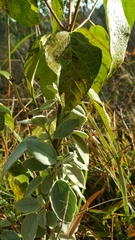 Croton adspersus