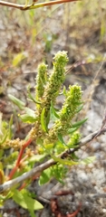 Rumex palustris