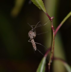 Culiseta inornata