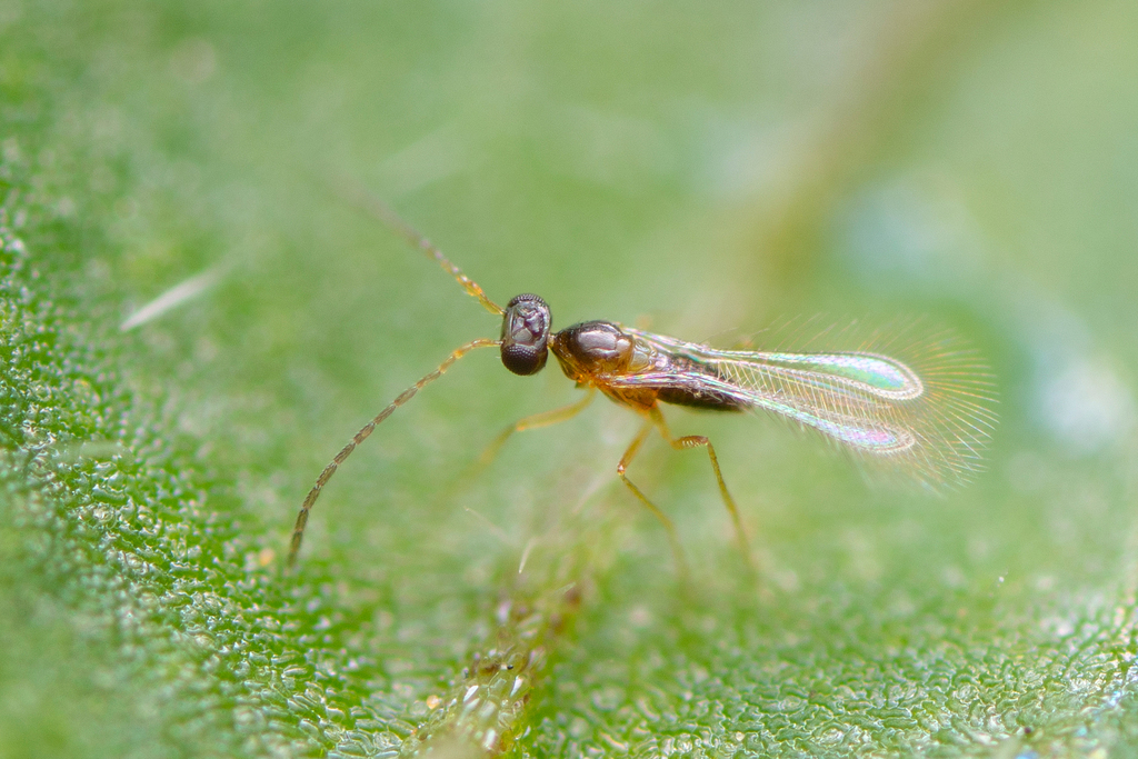 Fairy Wasps